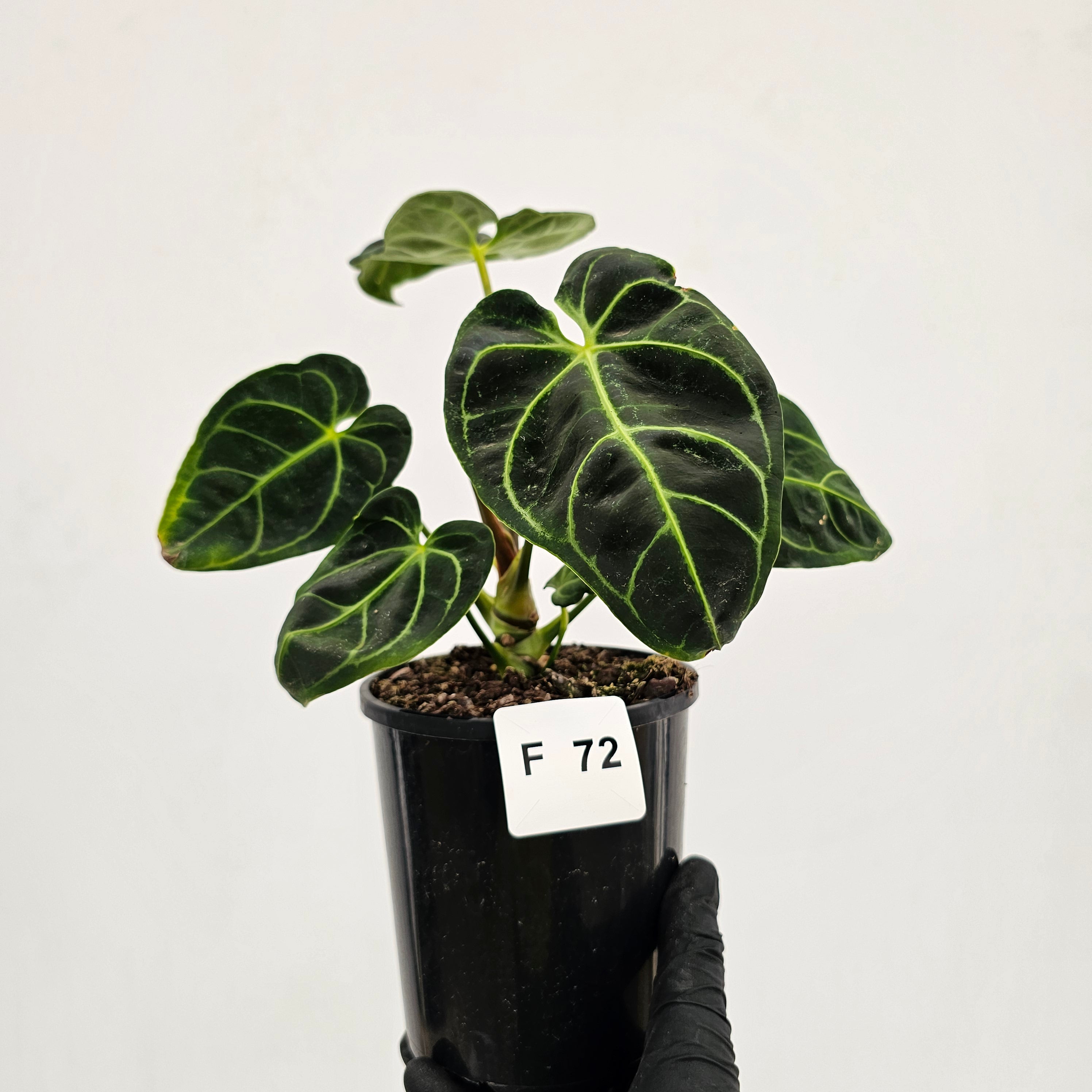 anthurium regale uk Anthurium Regale – Enliven Plants