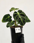 Anthurium Regale