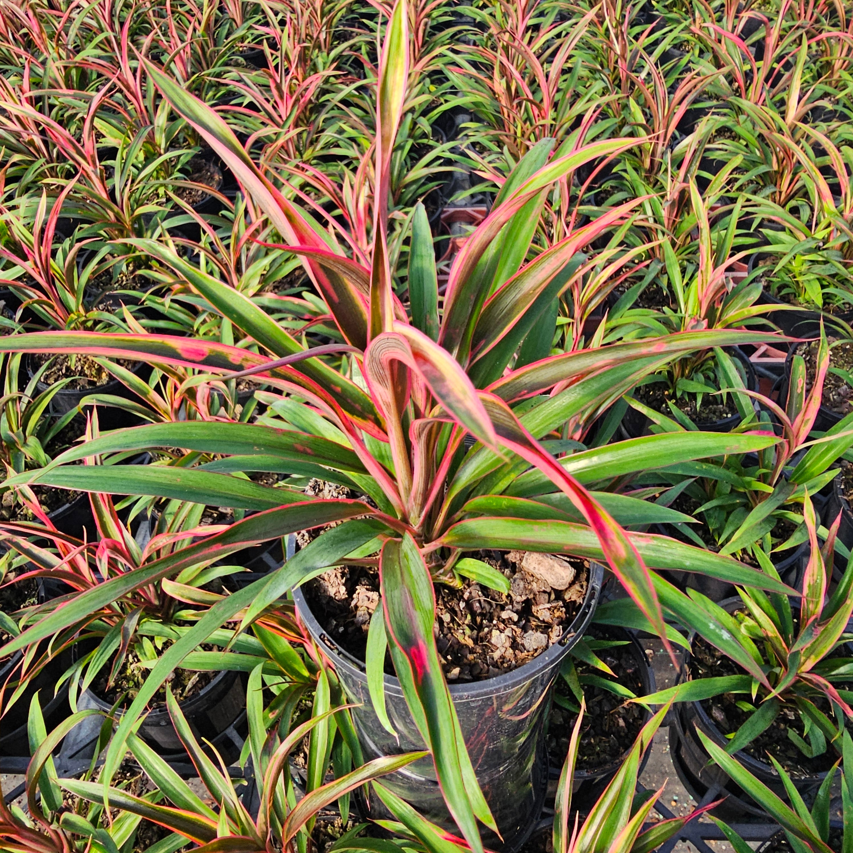 Cordyline fruticosa 'Red Boy'