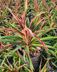 Cordyline fruticosa 'Red Boy'