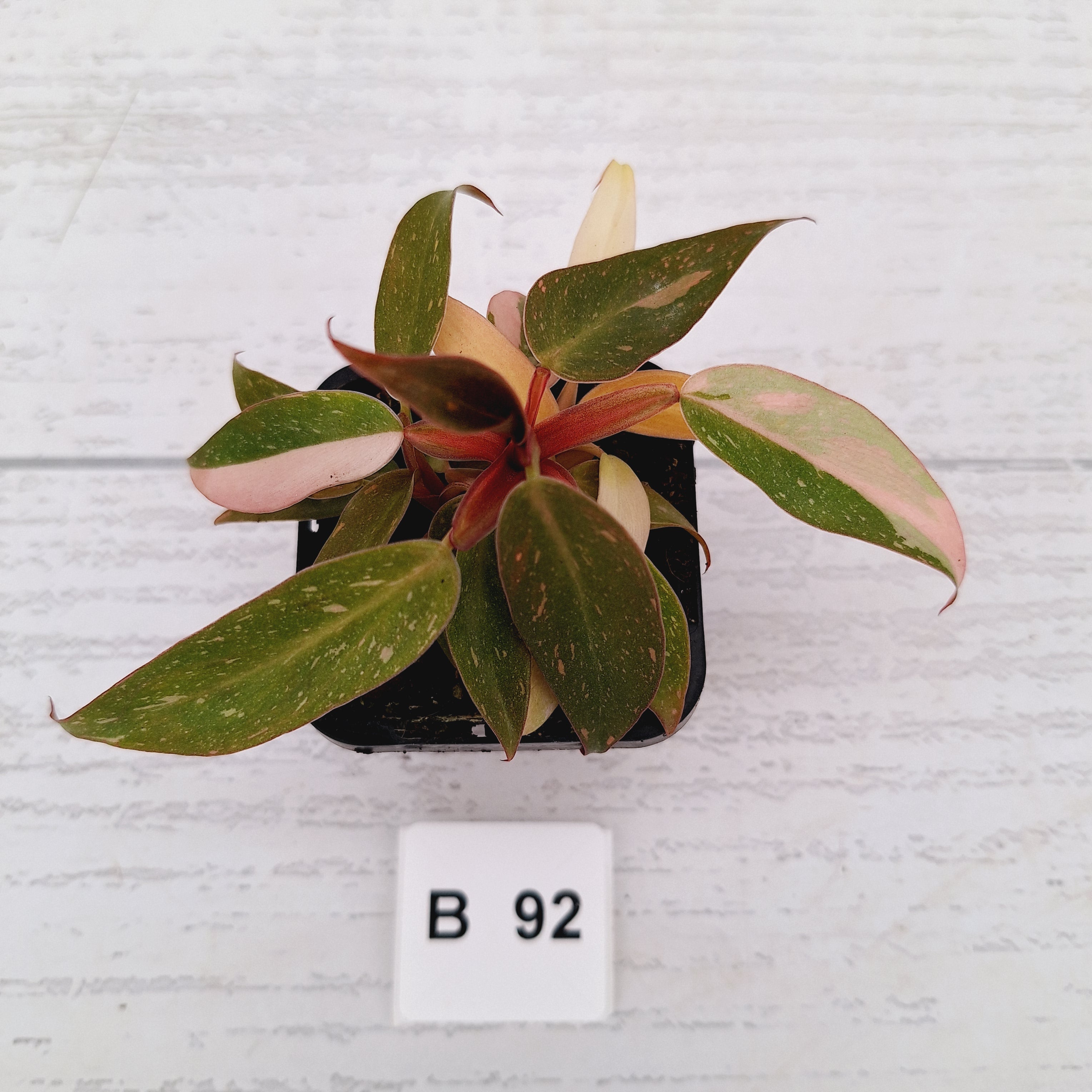 Philodendron 'Orange Princess'