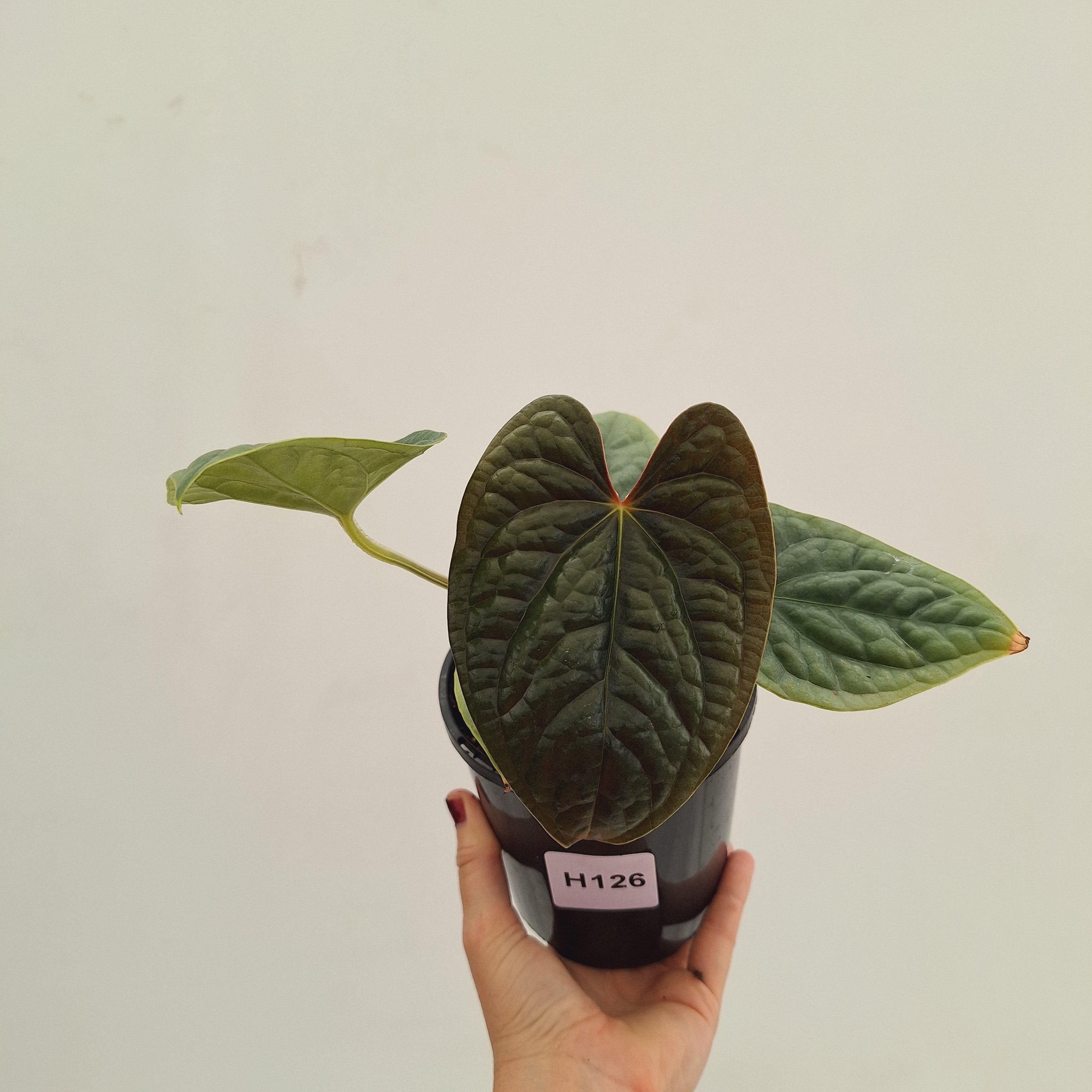 Anthurium Luxurians