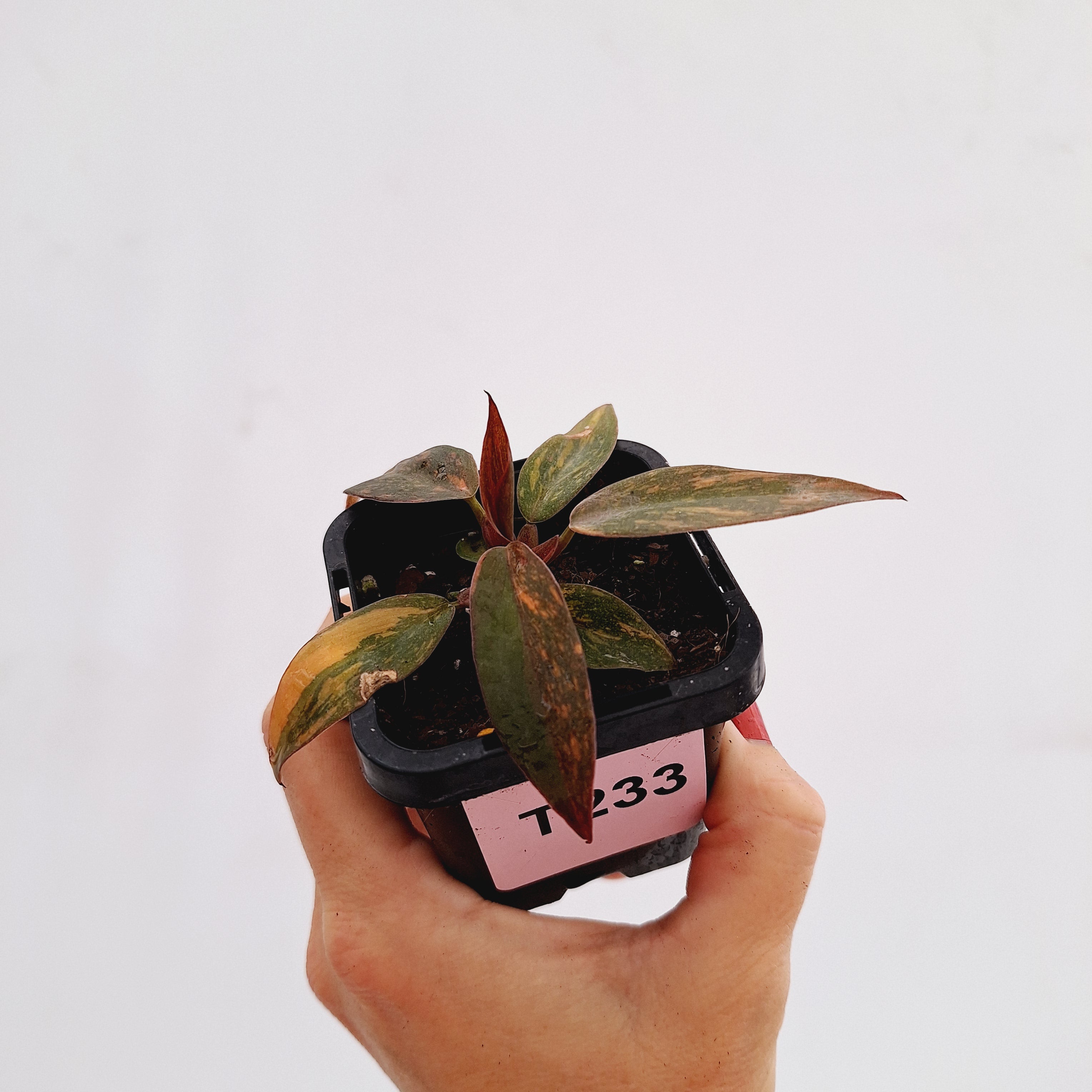 Philodendron &#39;Orange Princess&#39;