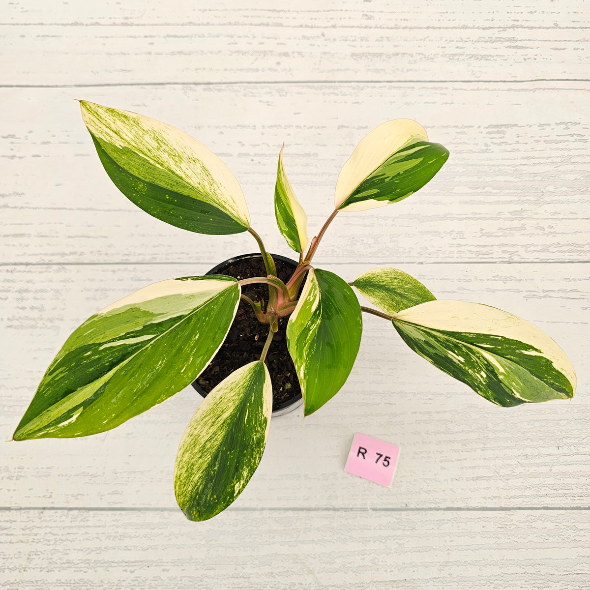 Homalomena 'Tropical Green' Variegata -sale