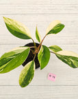 Homalomena 'Tropical Green' Variegata -sale