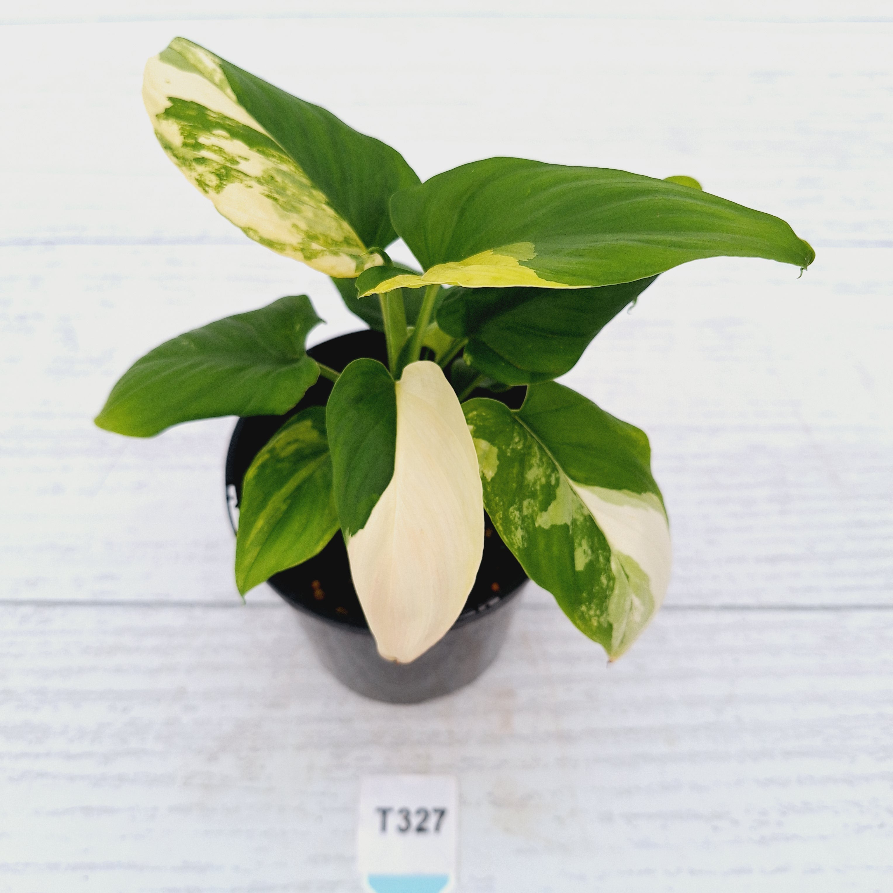 Homalomena rubescens Variegata