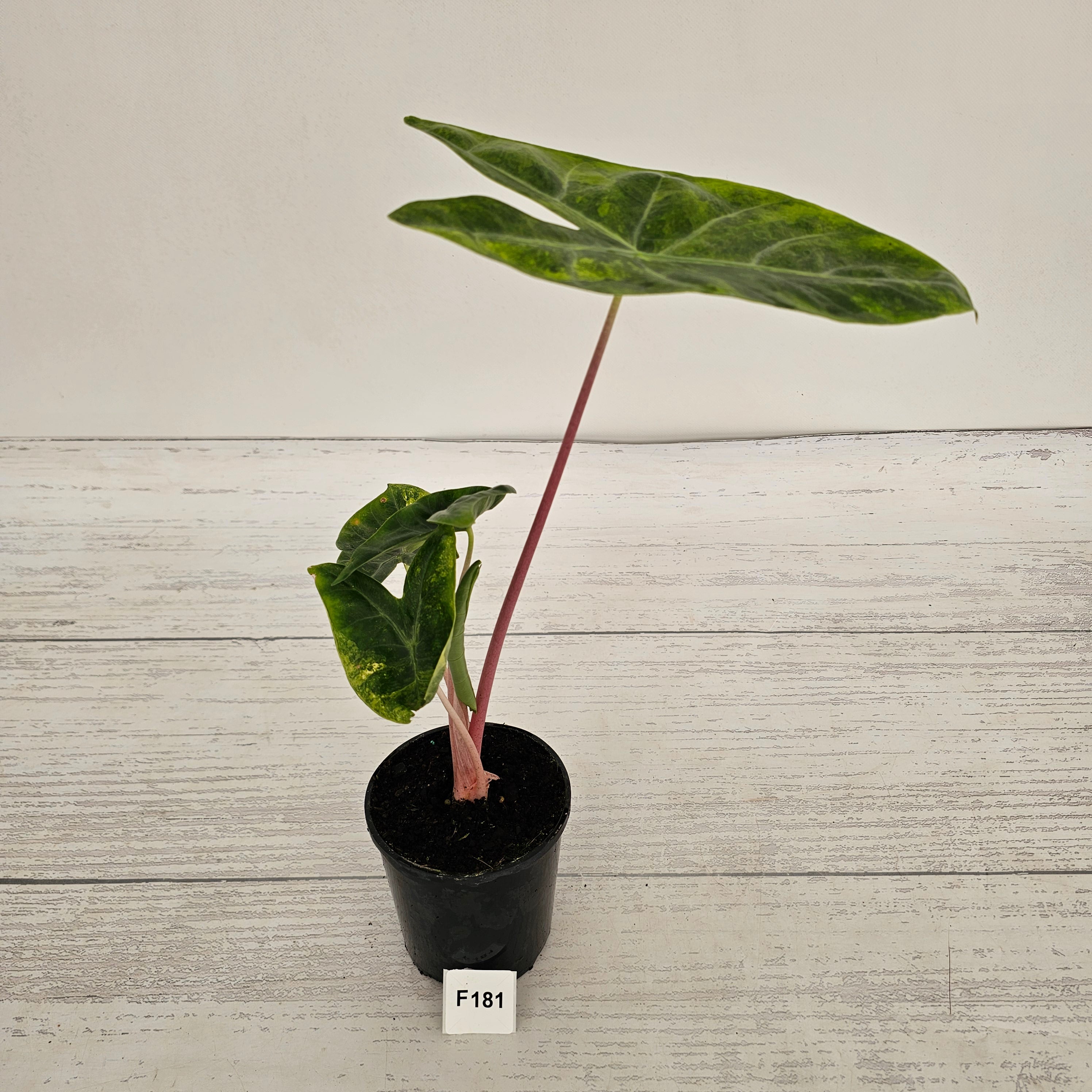 Alocasia 'Morocco' Variegated - SALE
