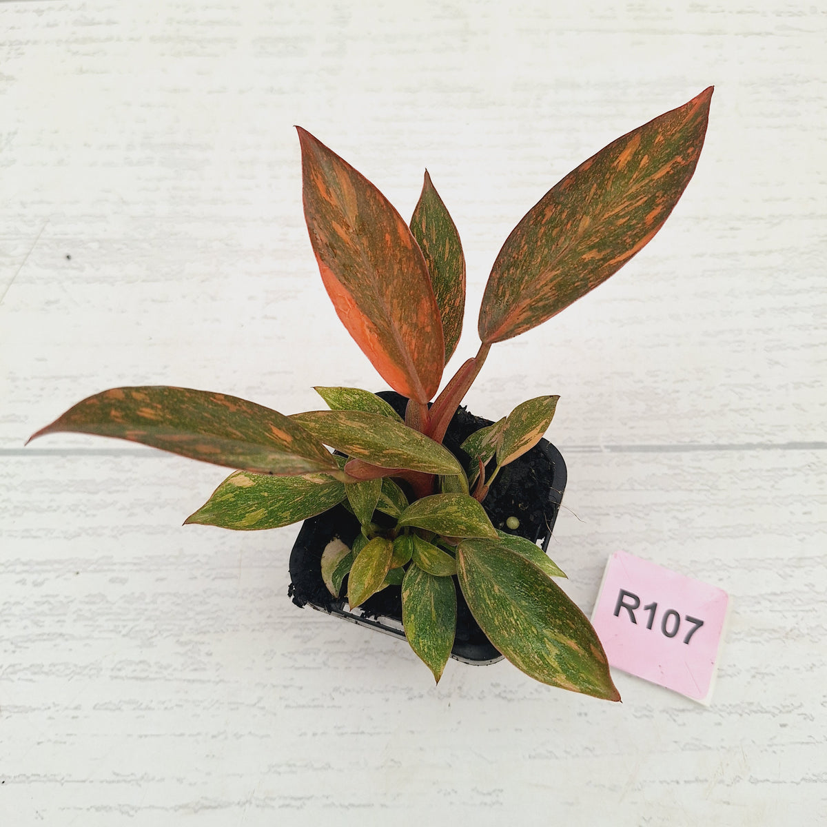 Philodendron 'Orange Princess' 70mm