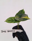Alocasia sinuata Variegata - Bare Bottom Baby