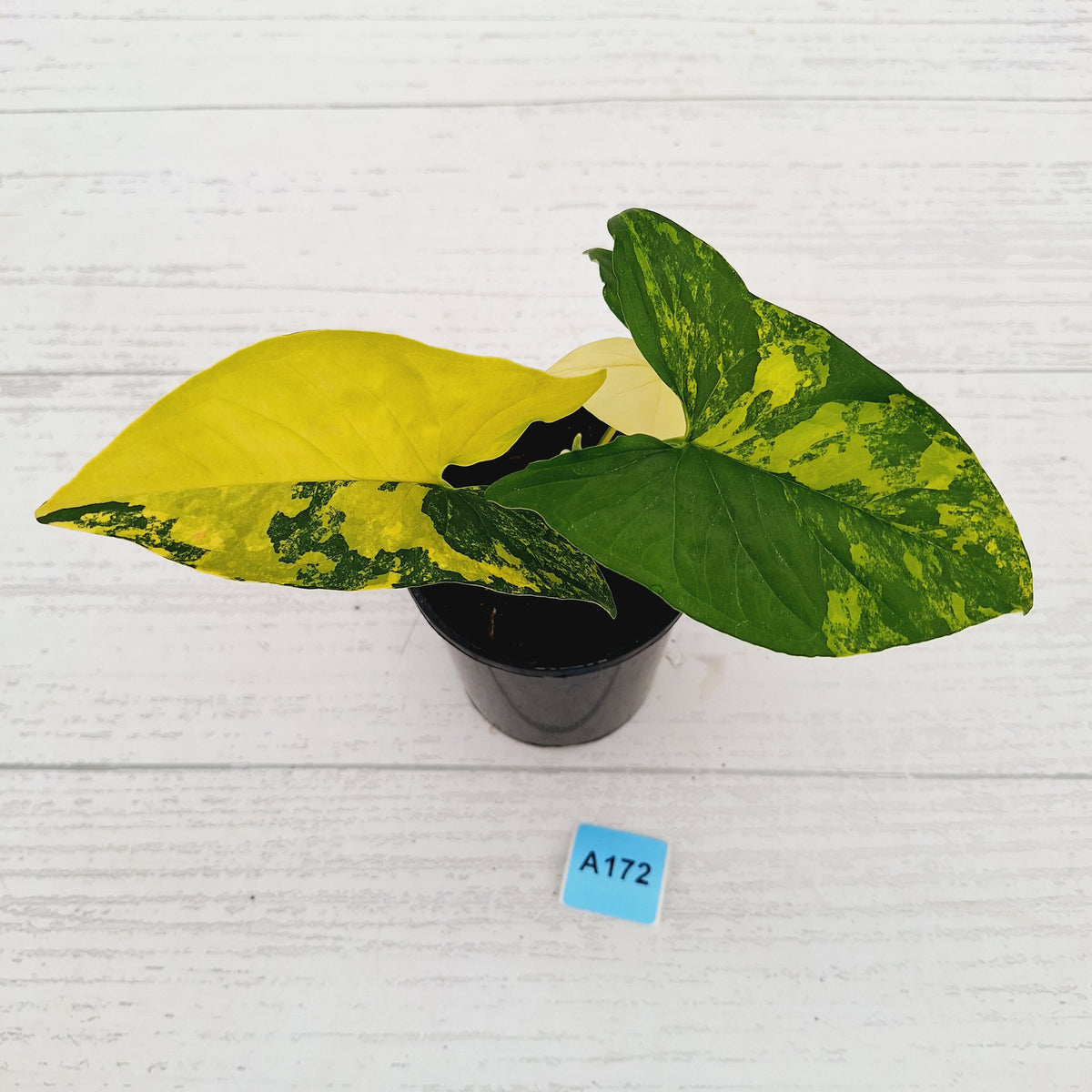 Syngonium podophyllum 'Gold'