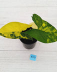 Syngonium podophyllum 'Gold'