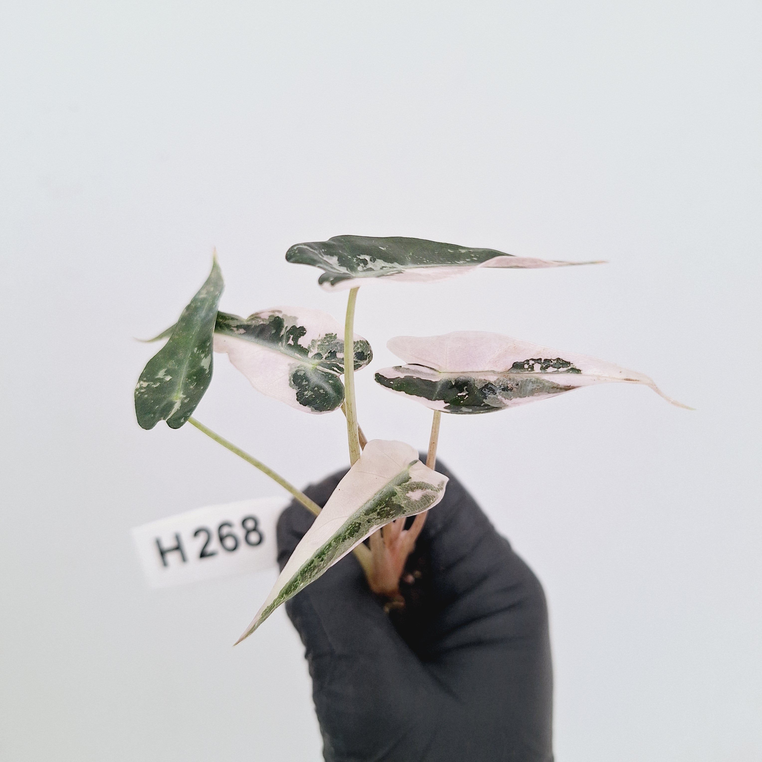 Alocasia Amazonica  bambino Variegata - Bare Bottom Baby - SALE
