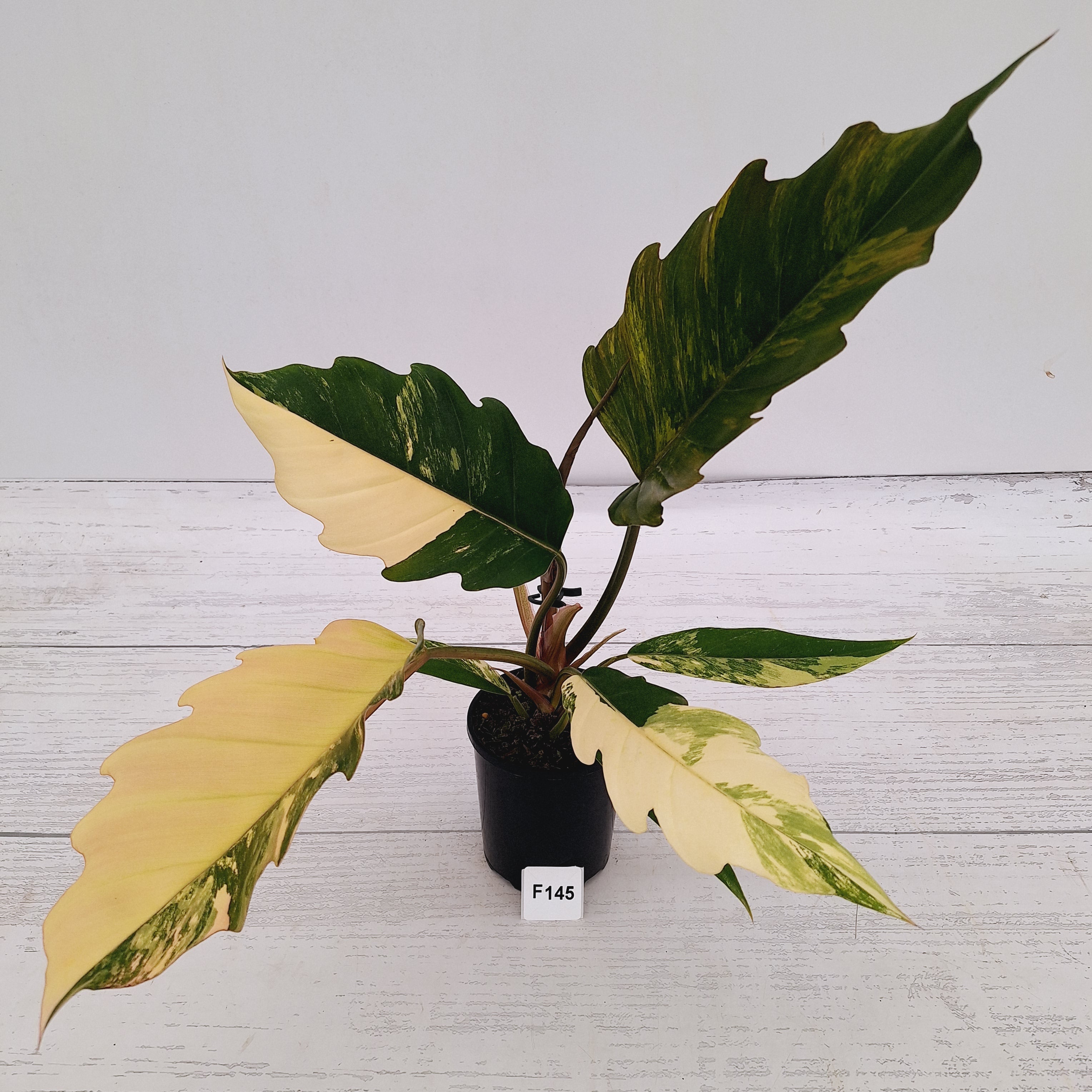 Philodendron serratum Caramel Marble