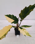 Philodendron serratum Caramel Marble