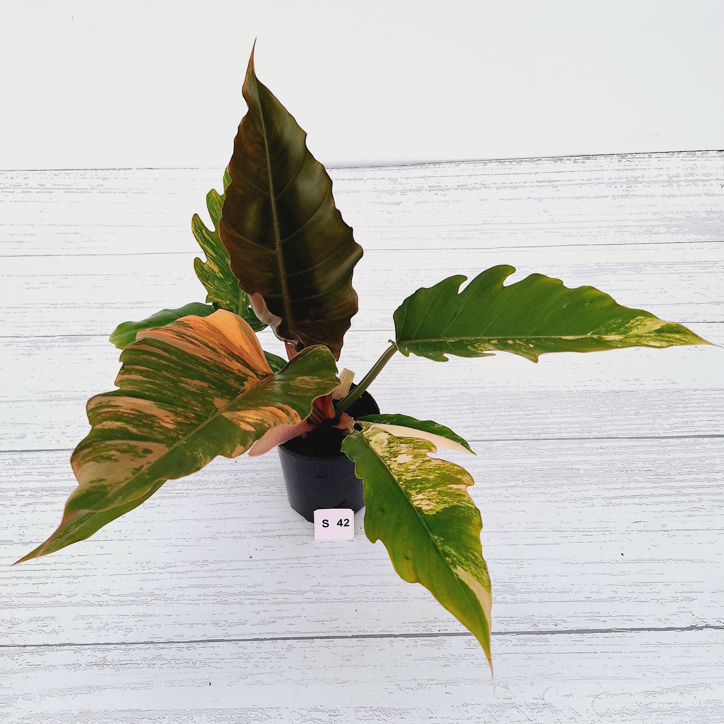 Philodendron serratum Caramel Marble