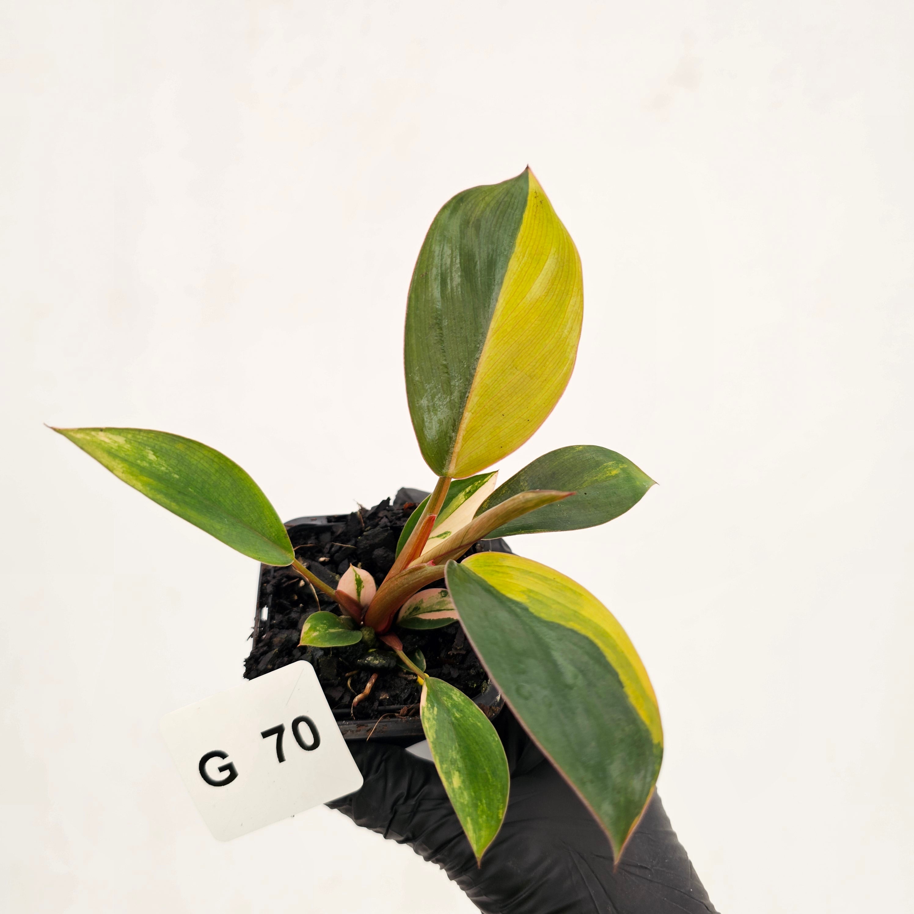 Philodendron 'Rojo Congo Variegated' - SALE