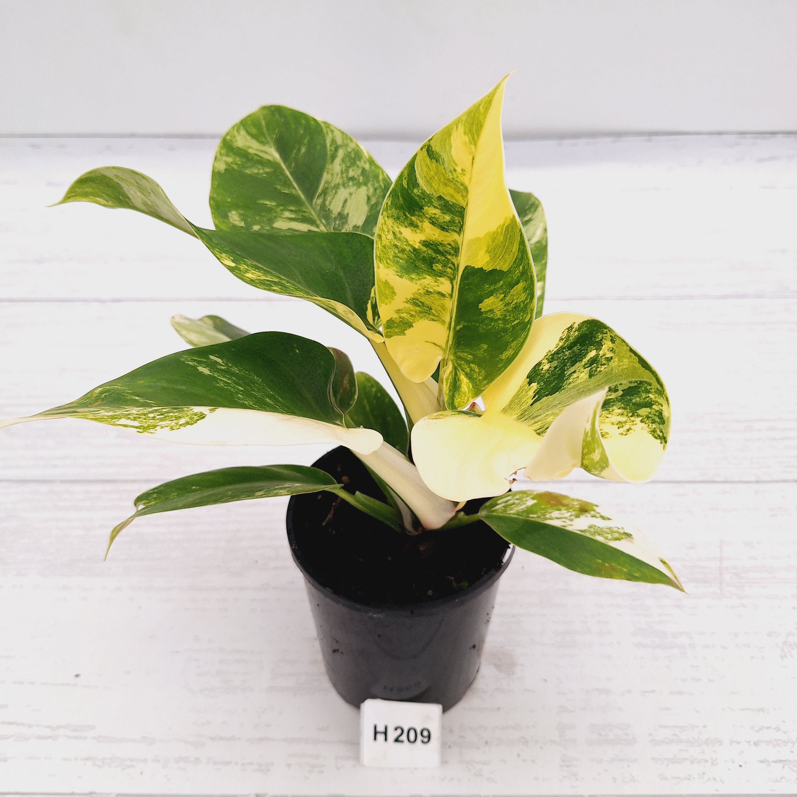 Philodendron imperial green variegata - SALE