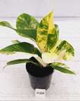 Philodendron imperial green variegata - SALE