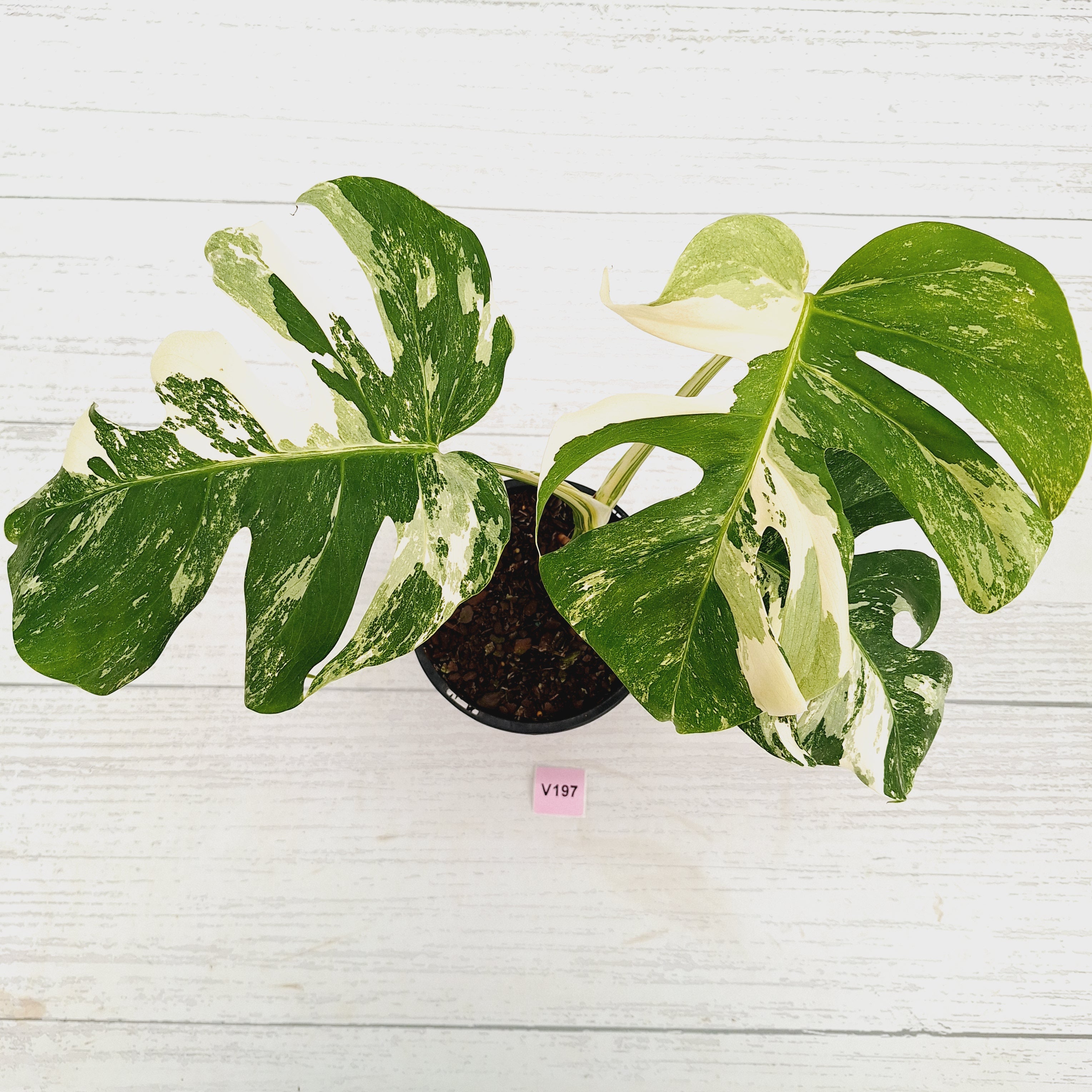 Monstera borsigiana 'Albo'