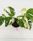 Monstera borsigiana 'Albo'