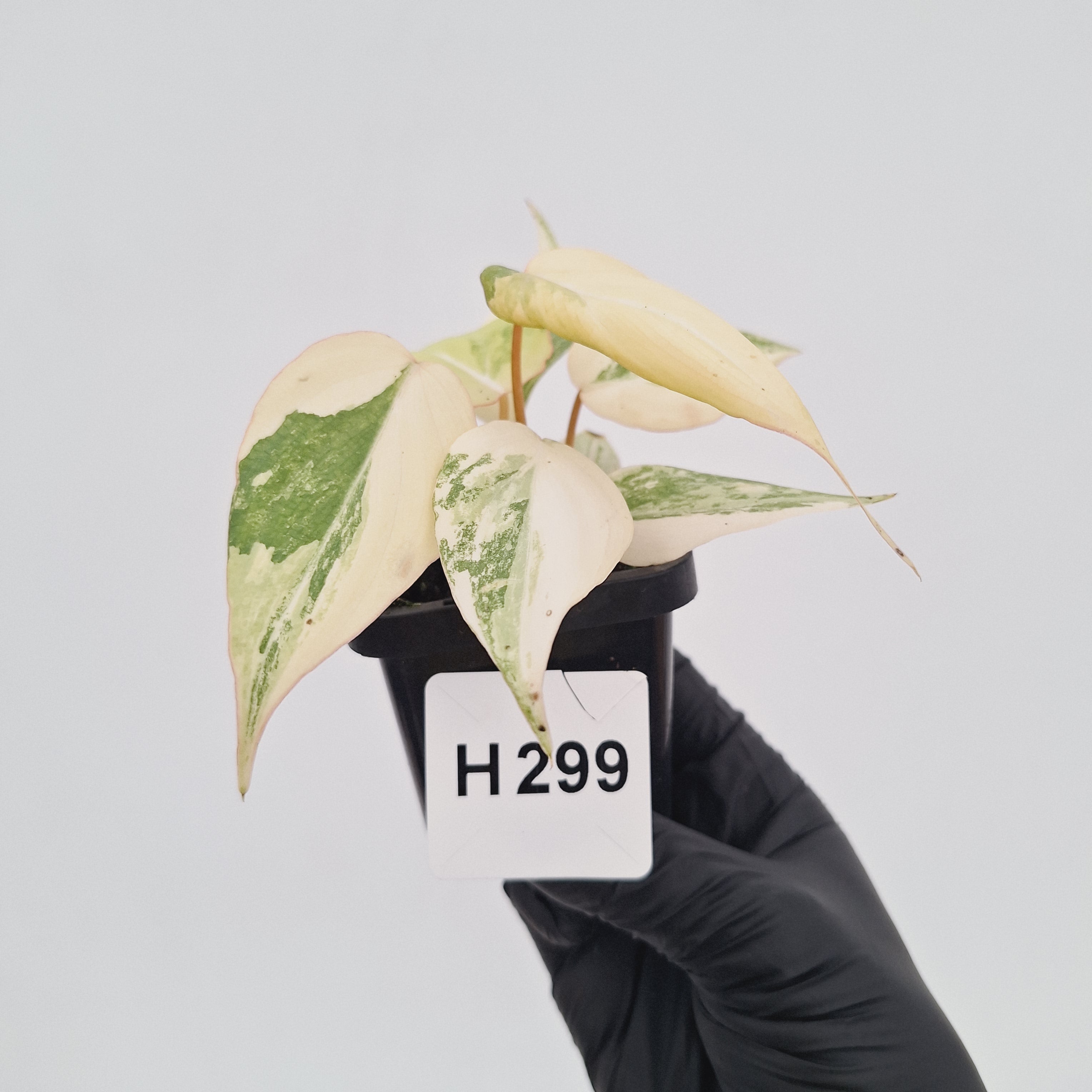 Philodendron gloriosum white vien variegata - SALE