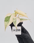 Philodendron gloriosum white vien variegata - SALE