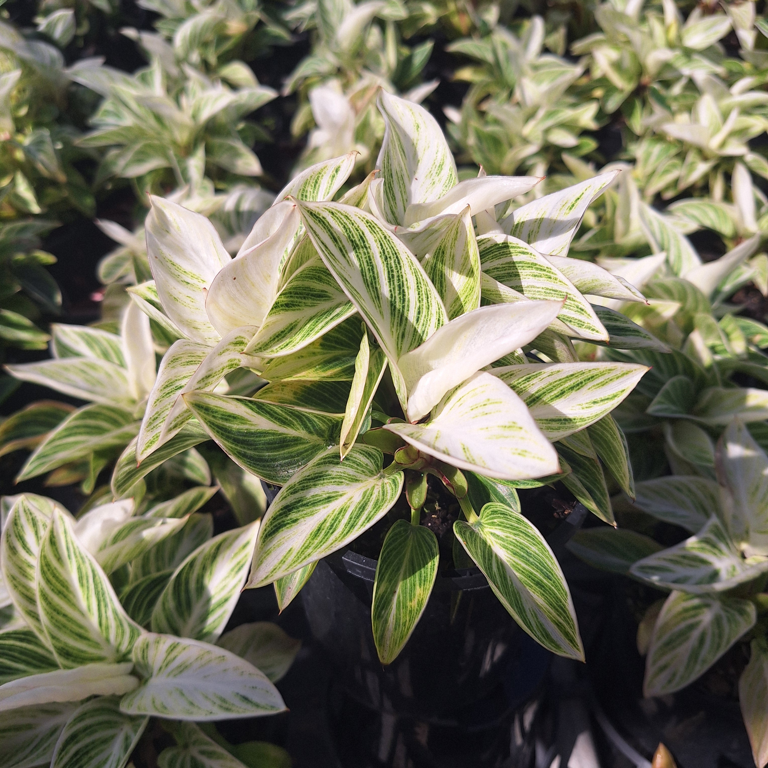 Philodendron erubescens 'Birkin'