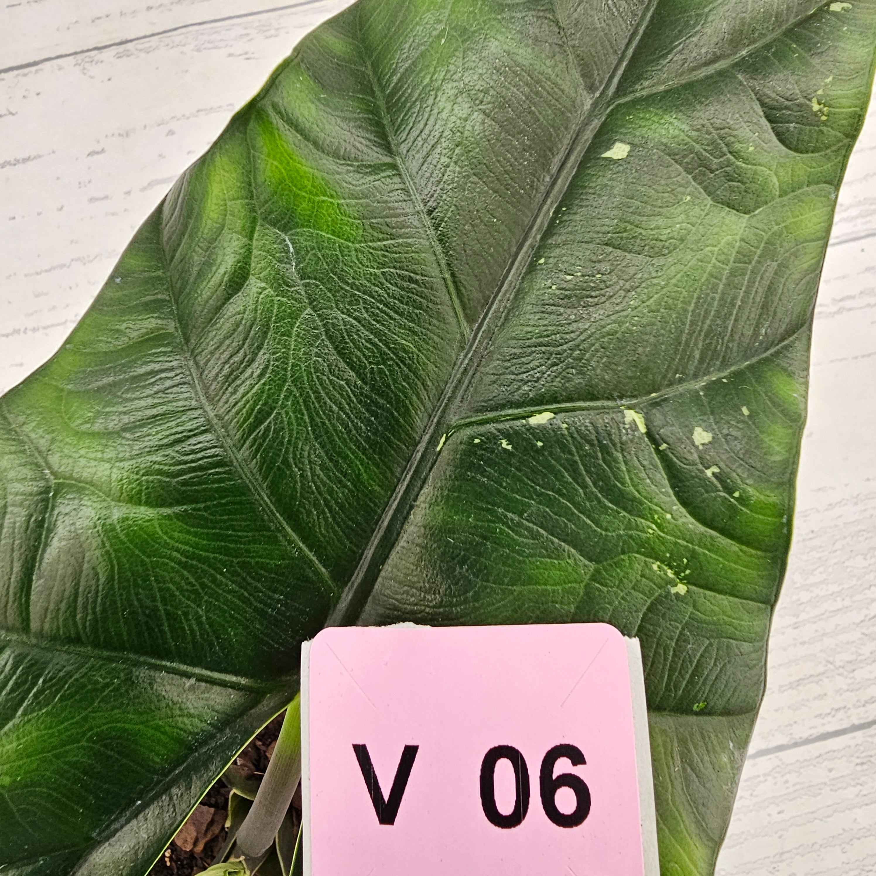 Alocasia ‘Simpo Albo’ Variegata - SALE