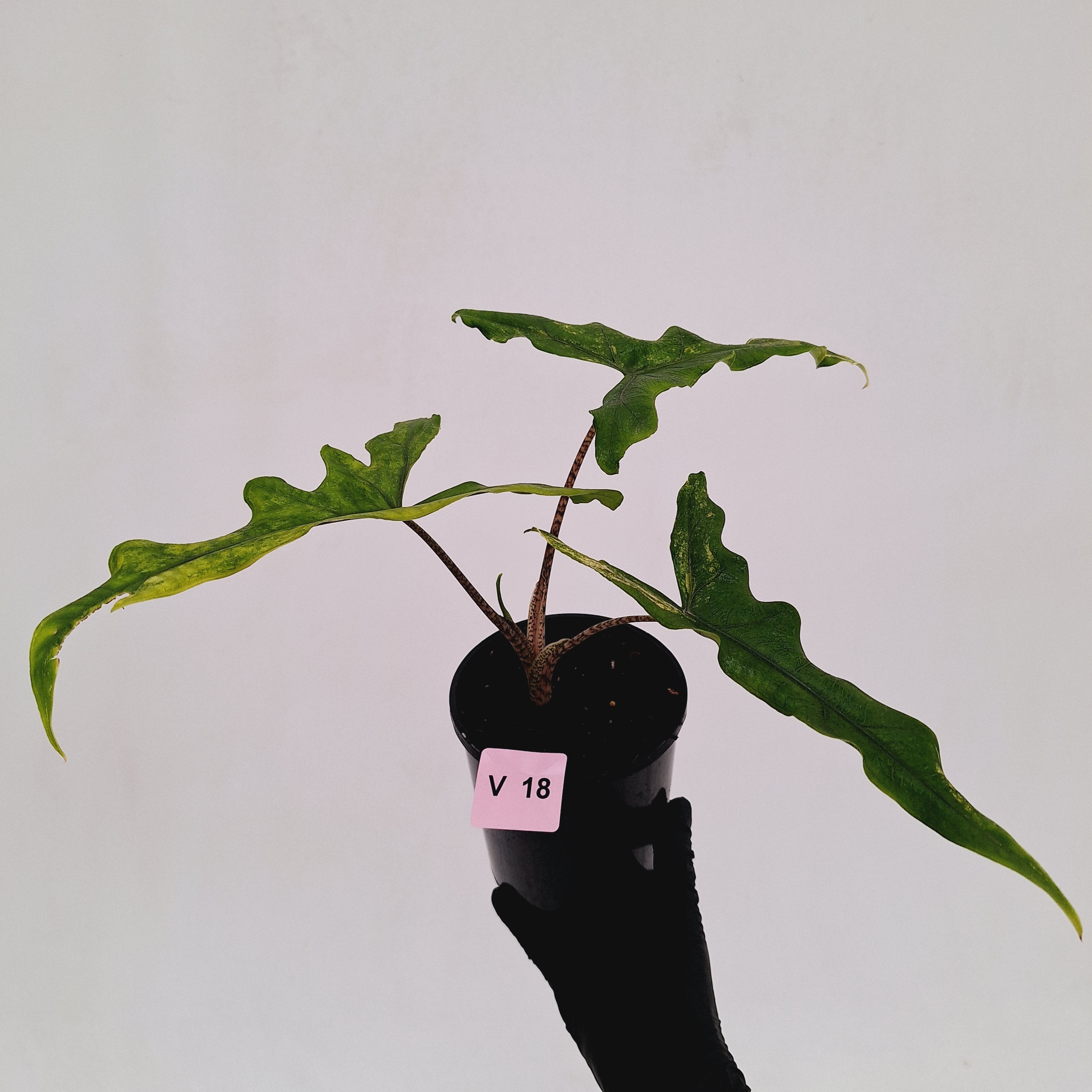 Alocasia sp. ‘Sabrina’ Aurea