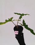 Alocasia sp. ‘Sabrina’ Aurea