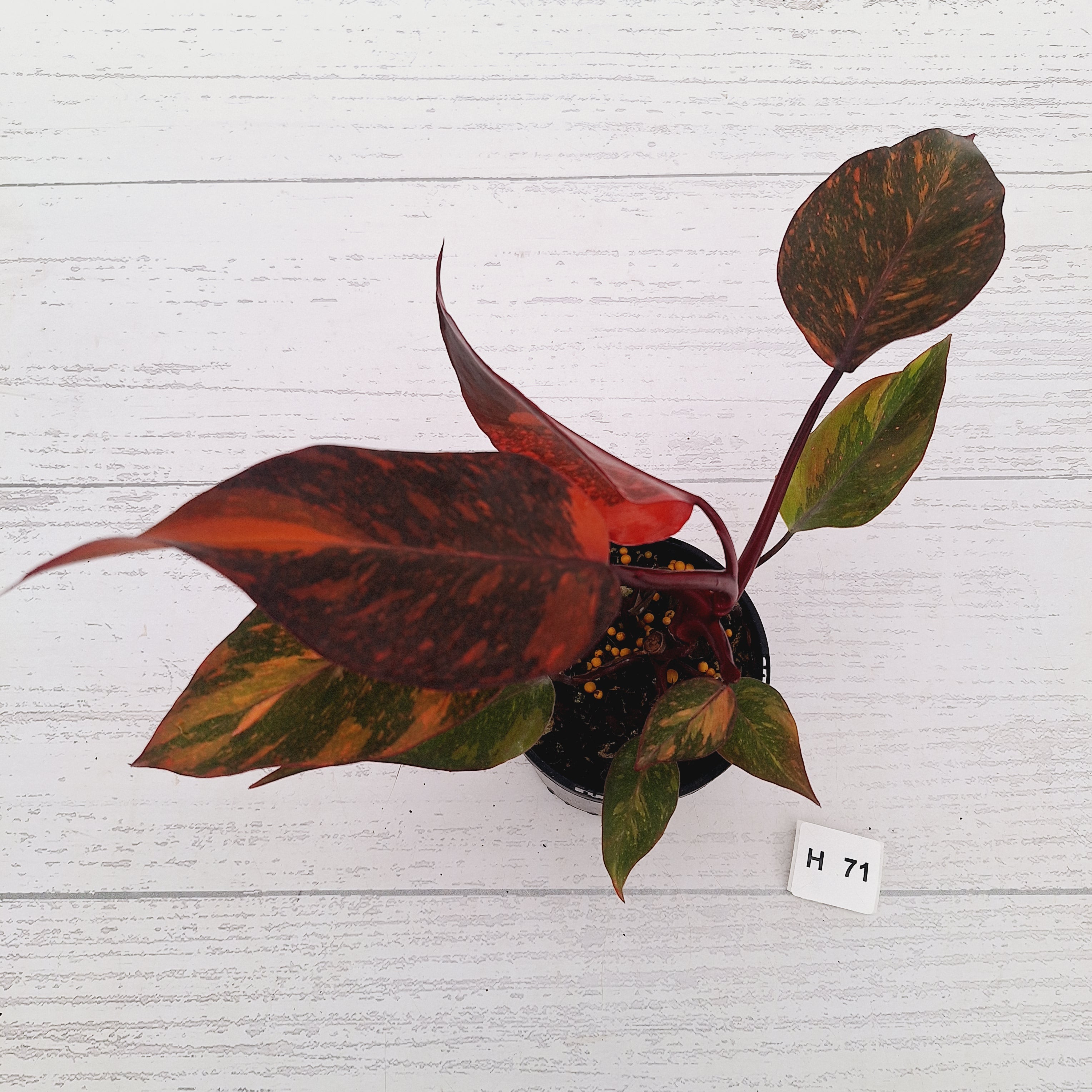Philodendron 'Orange Princess' - FLASH SALE