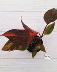 Philodendron 'Orange Princess' - FLASH SALE