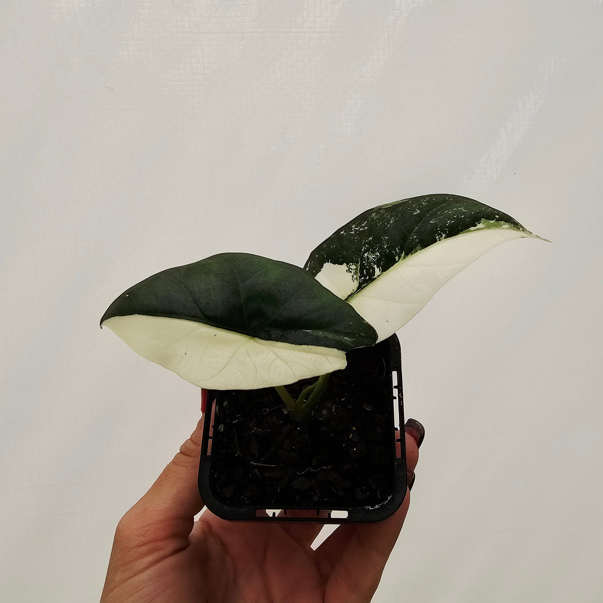 Alocasia ‘Simpo Albo’ Variegata - SALE