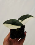 Alocasia ‘Simpo Albo’ Variegata - SALE