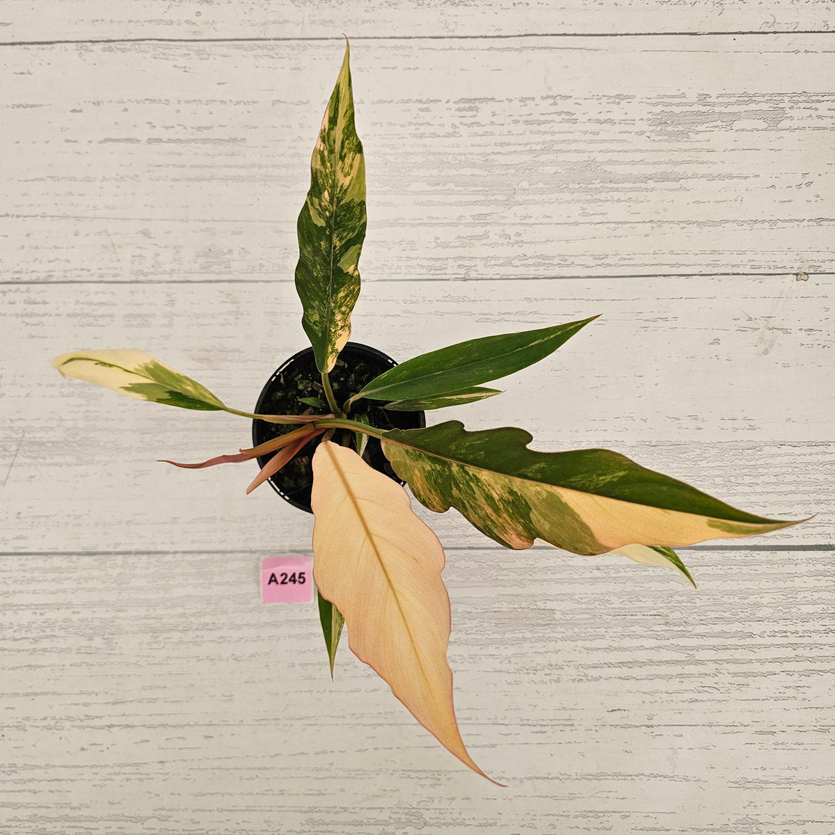 Philodendron serratum 'Caramel Marble' -flash sale
