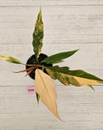 Philodendron serratum 'Caramel Marble' -flash sale