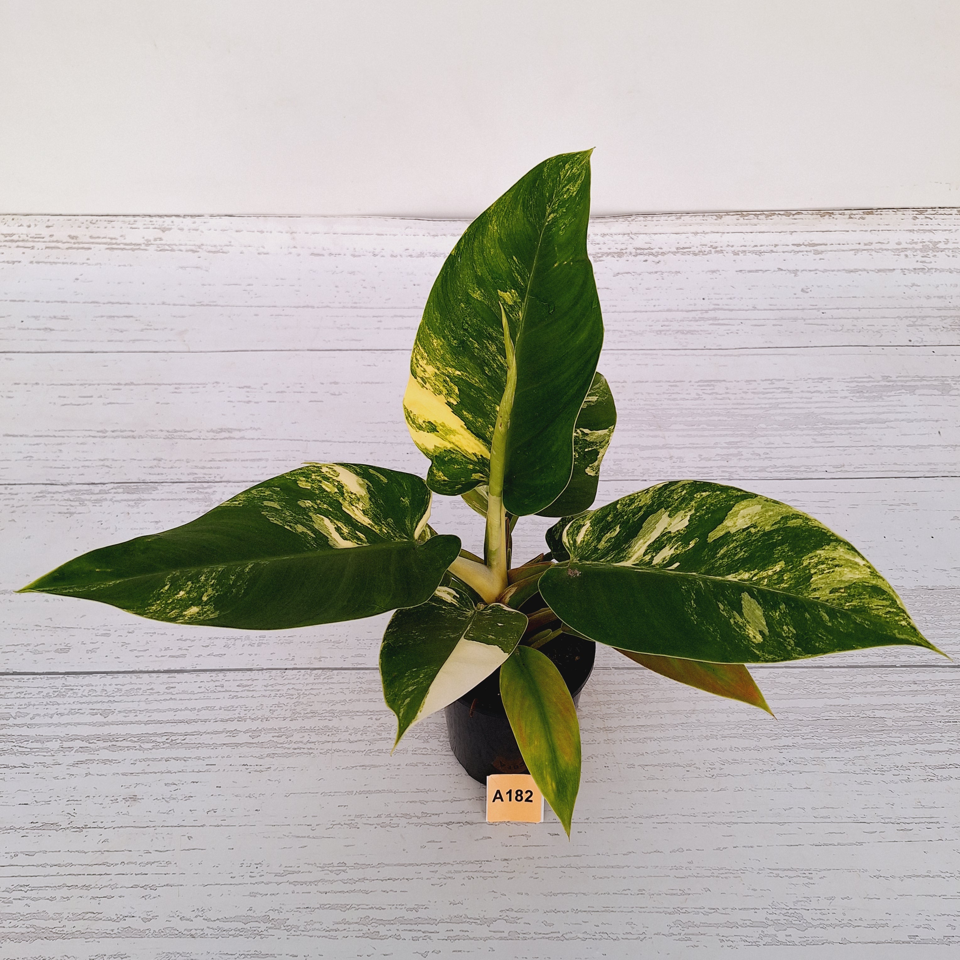 Philodendron imperial green variegata