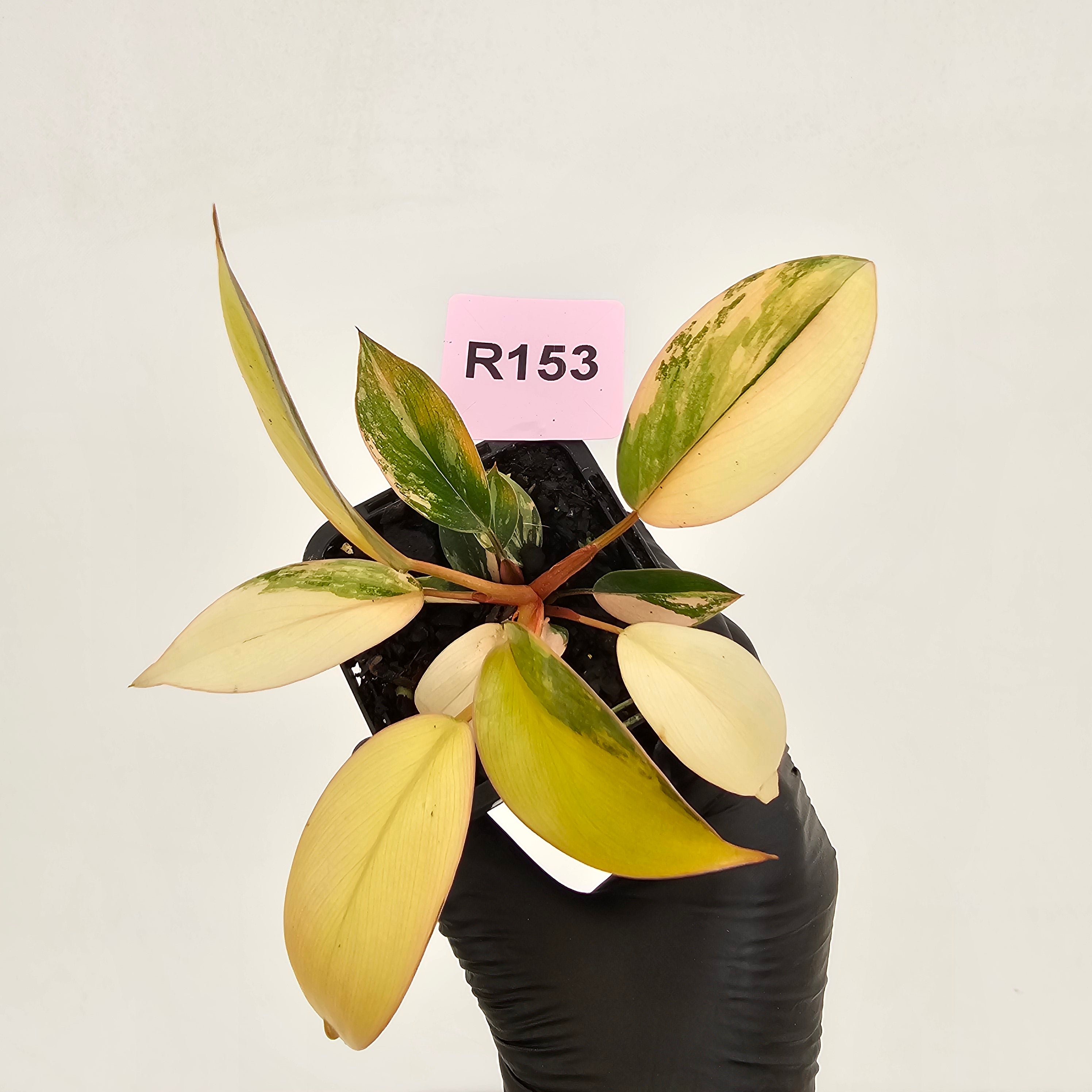 Philodendron 'Rojo Congo Variegated' 70mm