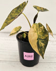 Alocasia ‘wentii’ Variegated - SALE