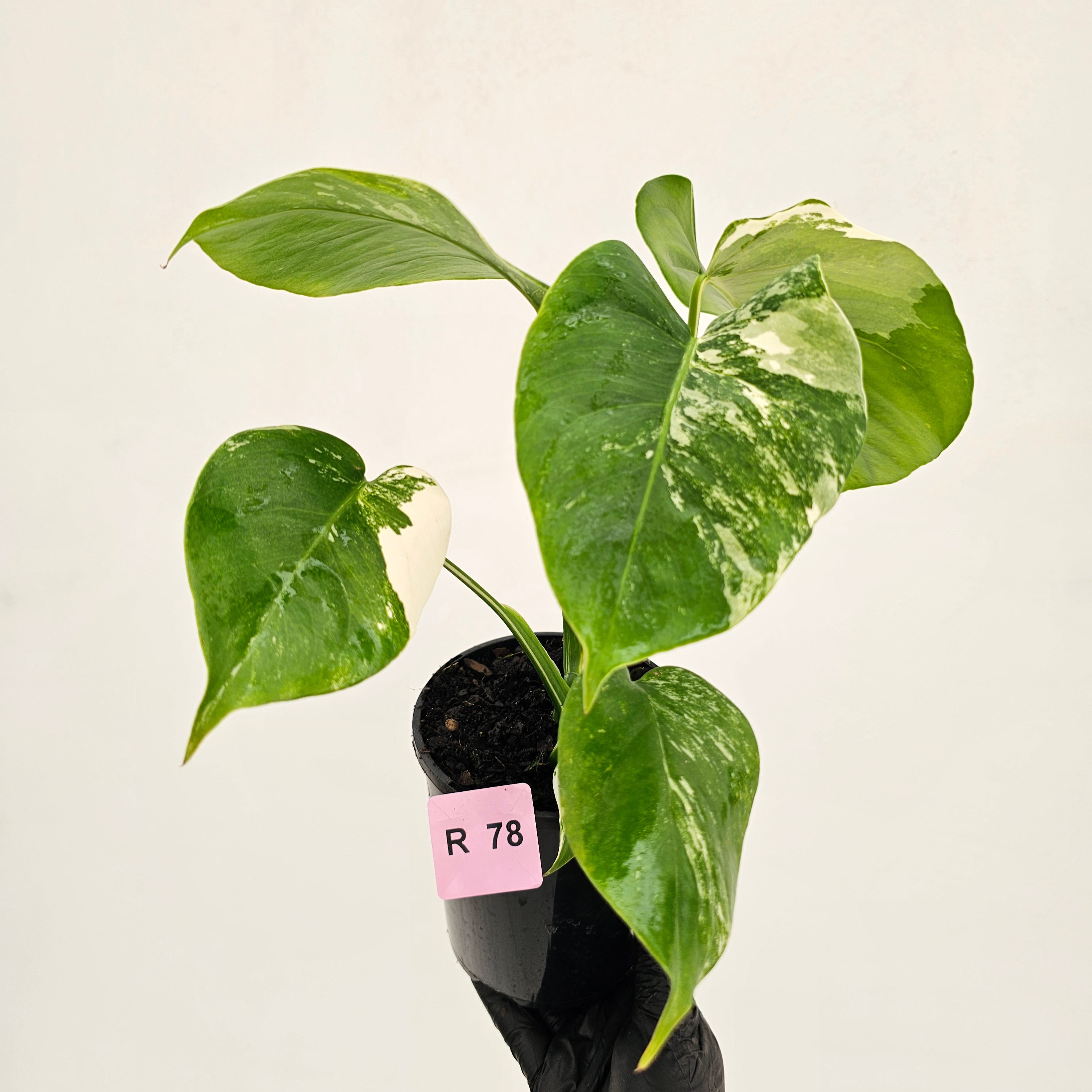 Monstera borsigiana 'Albo'