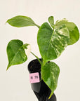 Monstera borsigiana 'Albo'