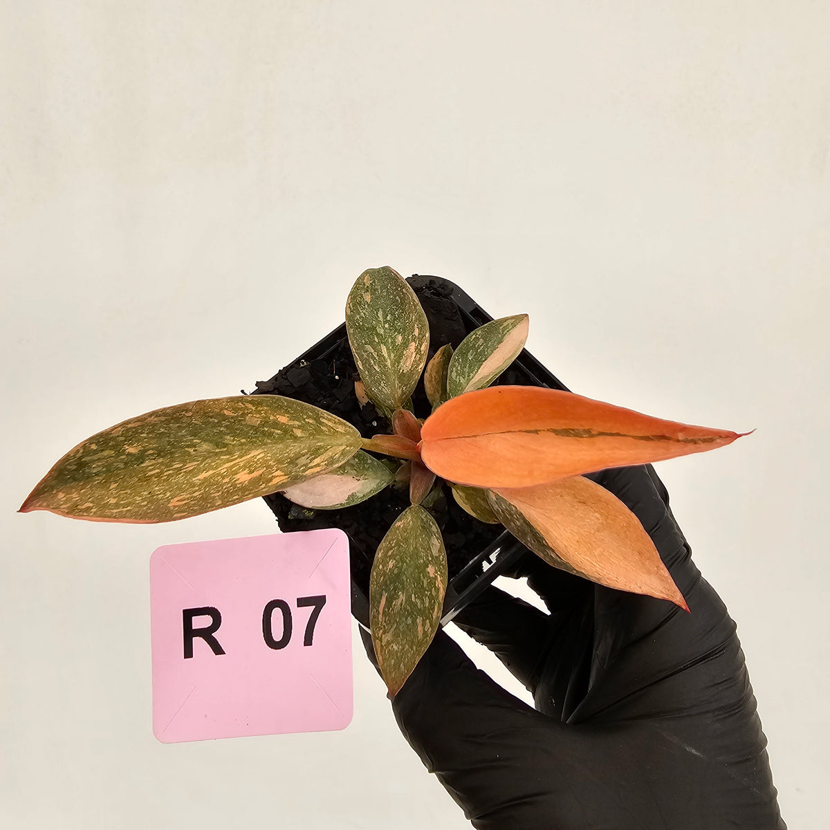 Philodendron 'Orange Princess' 70mm