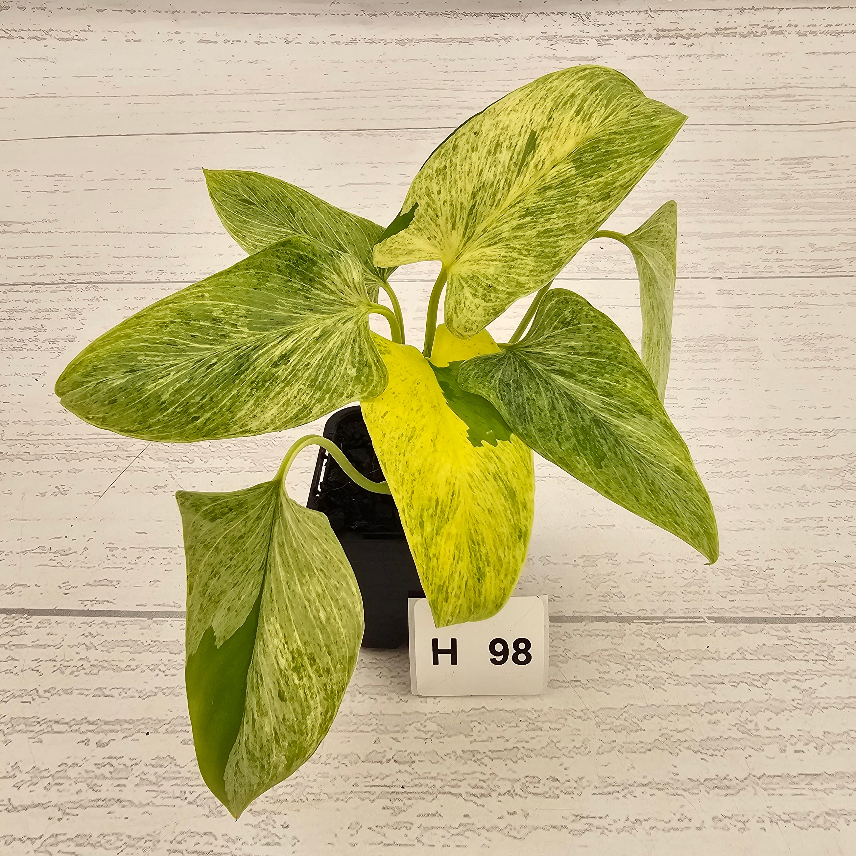 Homalomena sulcata ‘Cream Frost’ - SALE