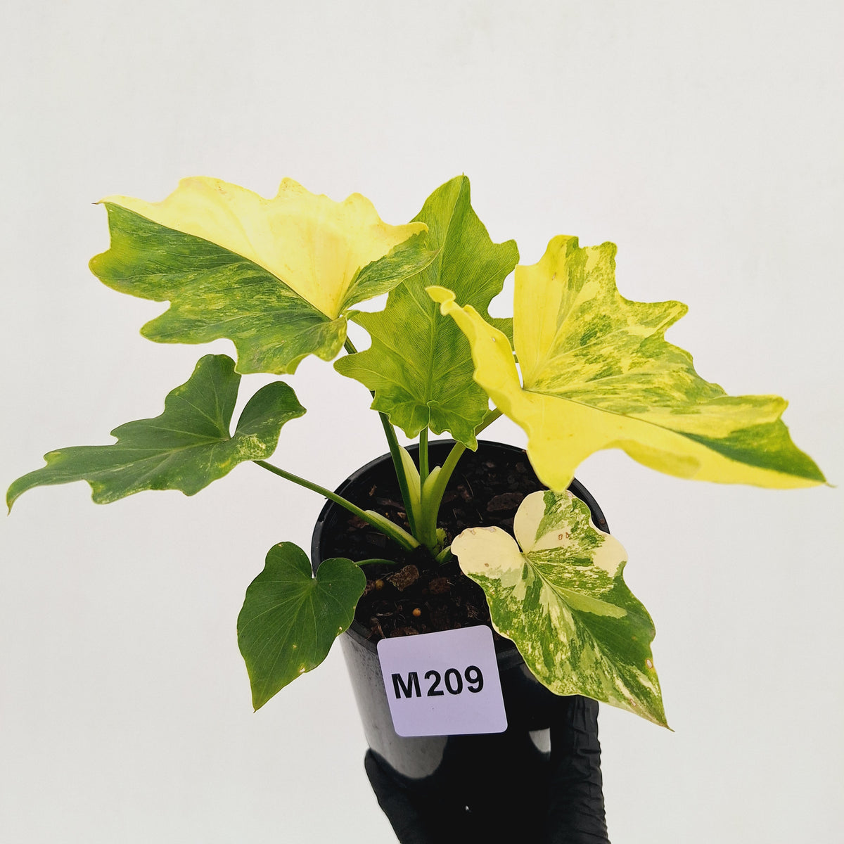 Philodendron bipinnatifidum variegata - SALE