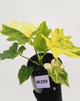 Philodendron bipinnatifidum variegata - SALE