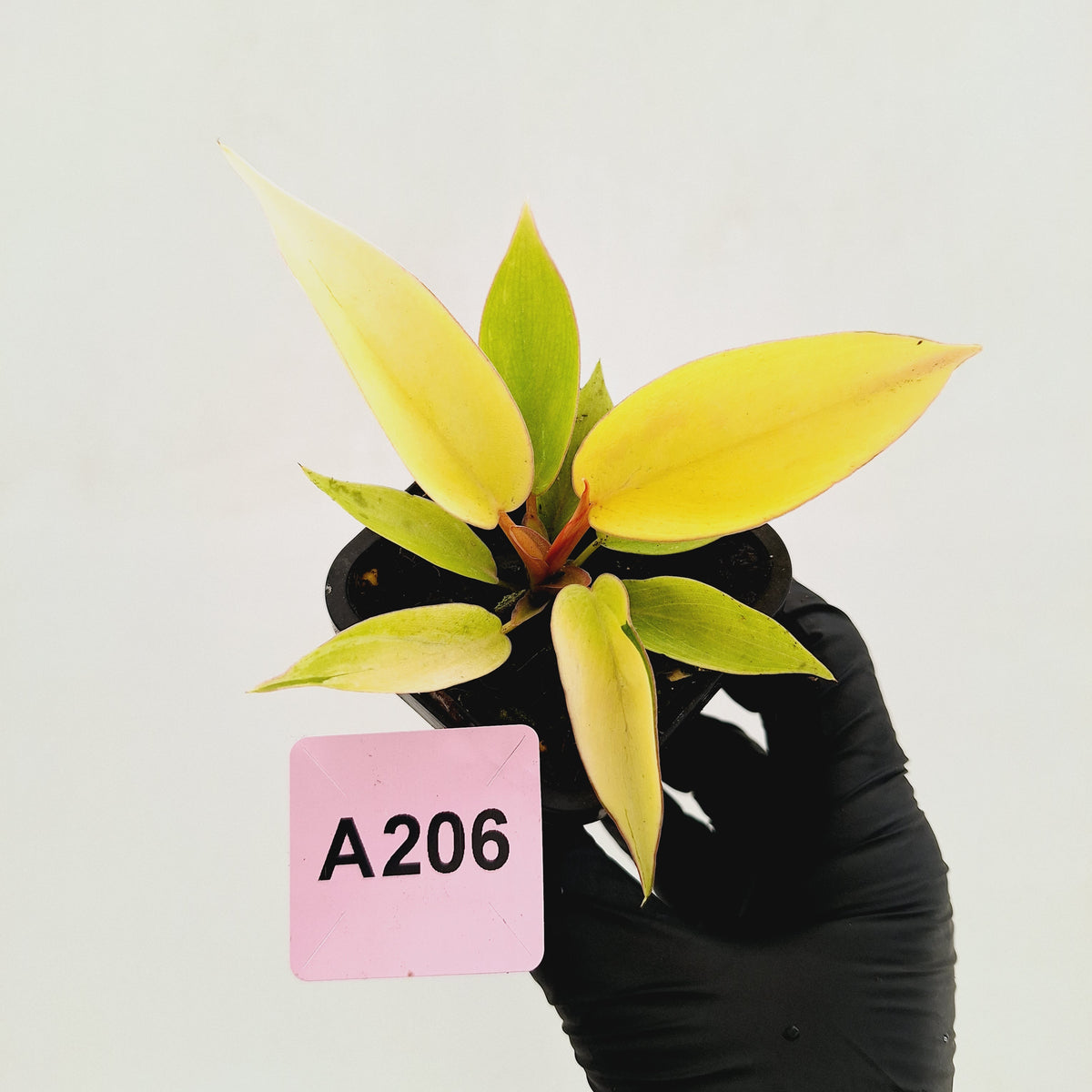 Philodendron pinnatifidum 'Jungle Fever Egg Yolk'