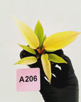 Philodendron pinnatifidum 'Jungle Fever Egg Yolk'