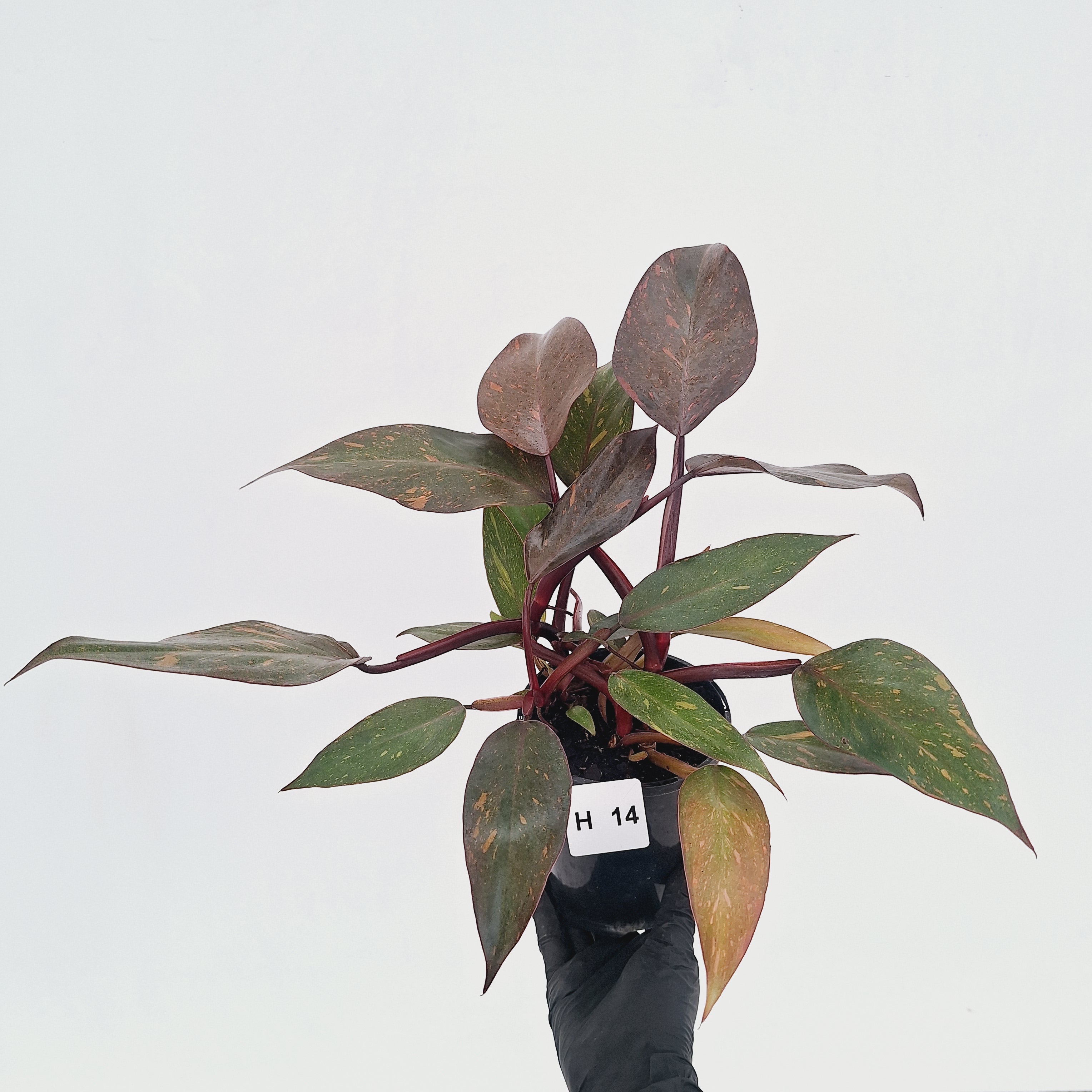 Philodendron 'Orange Princess' - FLASH SALE