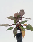 Philodendron 'Orange Princess' - FLASH SALE