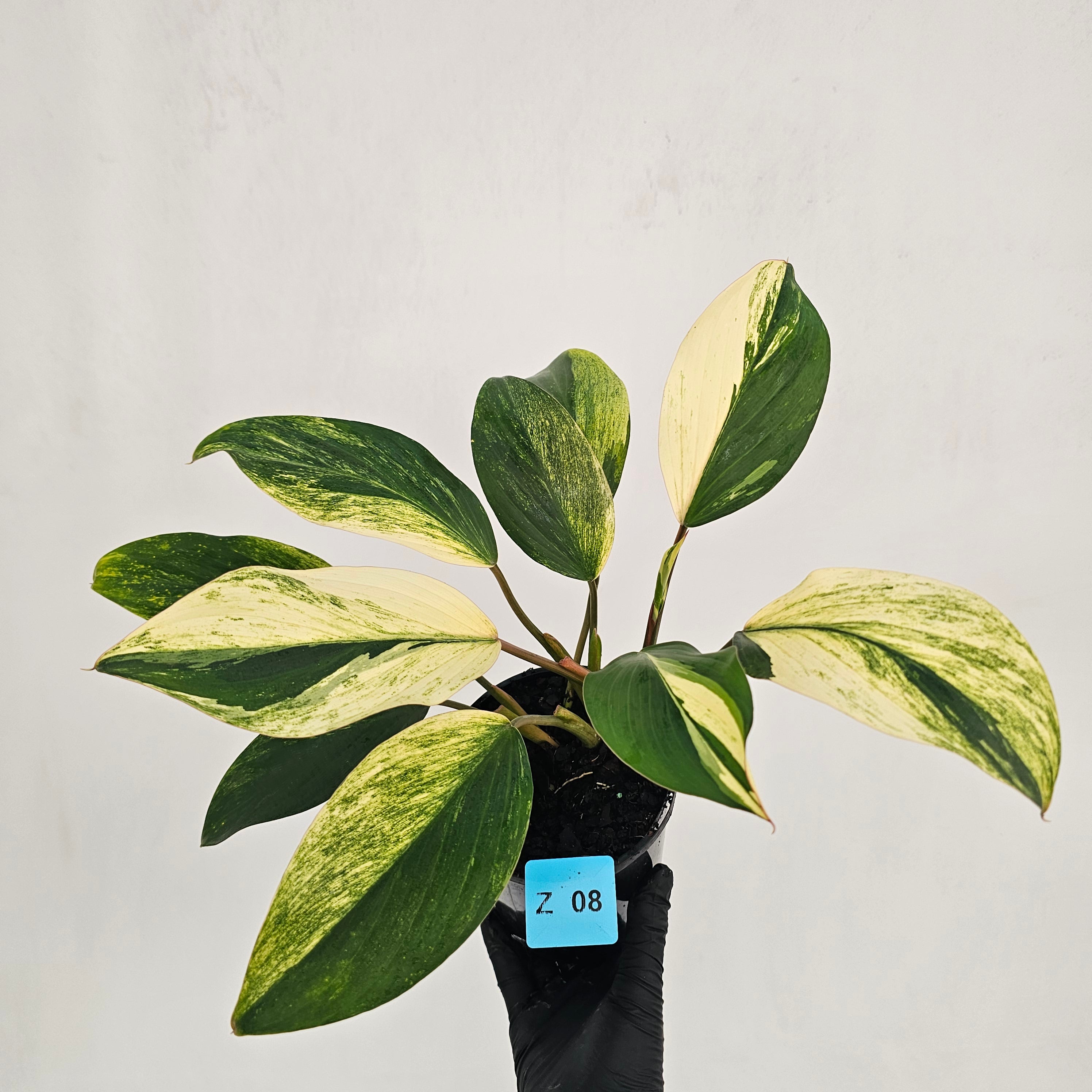 Homalomena Tropical Green Variegata -sale